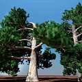 Tall Trees with Lush Green Foliage and Strong Trunks Under Blue Sky