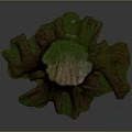 Natural Wooden Tree Stump With Detailed Texture And Green Mossy Base