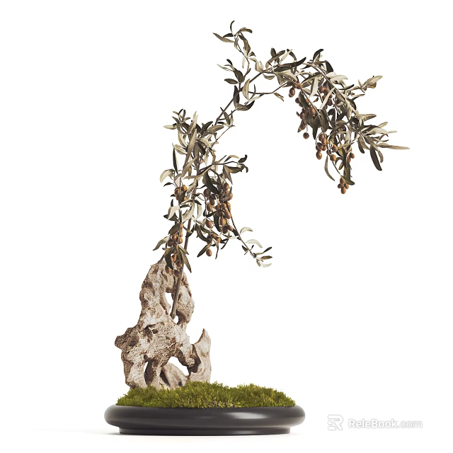 Exquisite Bonsai Plant Featuring Unique Trunk Curved Branches Olive Fruits Green Leaves And Mossy Base 3d model 