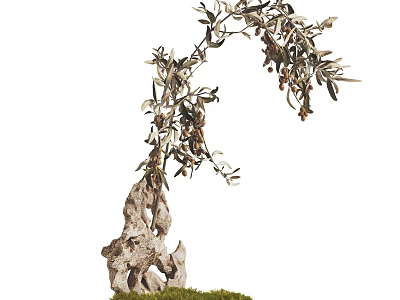 Exquisite Bonsai Plant Featuring Unique Trunk Curved Branches Olive Fruits Green Leaves And Mossy Base 3d model