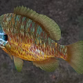 Vibrant Tropical Fish With Colorful Orange Green Blue Scales Large Eyes And Distinctive Fins