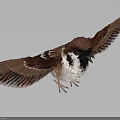 Realistic Flying Animal Sparrow Spreading Wings With Brown And White Feathers Standing On White Surface
