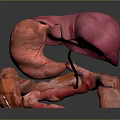 Abdominal Organs 3D Anatomical Model Showing Detailed Structure And Blood Vessels