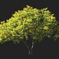 Arbor With Lush Canopy Green And Yellow Leaves Brown Trunk And Human Figure For Scale