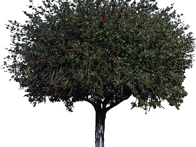 Lush Healthy Arbor With Green Leaves And Red Fruits In Natural Environment 3d model