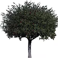 Lush Healthy Arbor With Green Leaves And Red Fruits In Natural Environment
