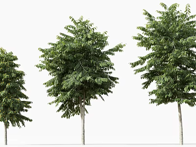 Three Lush Green Trees With Dense Foliage And Tall Straight Trunks 3d model