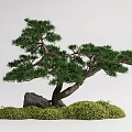 Bonsai Pine Tree With Curved Trunk Green Needles And Moss Covered Ground 3d model