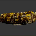 Fresh Multicolored Corn Ear with Yellow Purple and Brown Kernels on Black Background