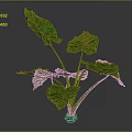 Green Leaf Plant With Large Leaves Green Stems And Brown Soil In Gray Background