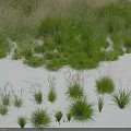 Grass Plants Collection With Various Heights And Green Brown Foliage On White Background