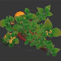 Potted Plant with Green Leaves Orange Fruits and Red Lantern Decorations in Red Pot