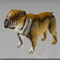 Adorable Brown And White Bulldog Standing On Shiny Black Floor Background