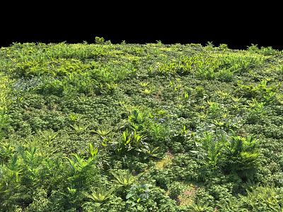 Green Plant Combination With Lush Various Foliage And Dense Outdoor Garden Coverage 3d model