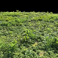 Green Plant Combination With Lush Various Foliage And Dense Outdoor Garden Coverage