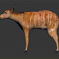 Realistic 3D Animal Model With Orange Fur White Stripes Standing On Reflective Surface
