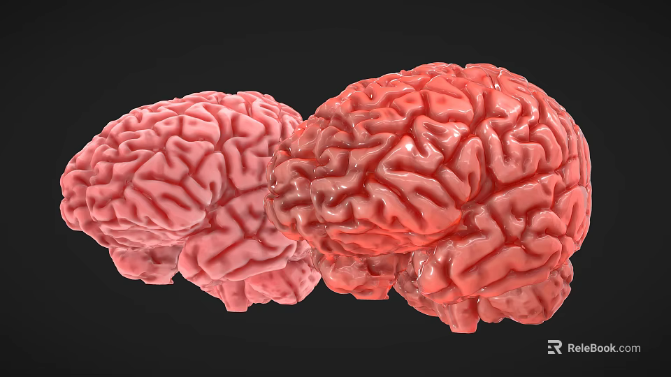 Woman Observing Detailed 3D Brain Models in Pink and Red Tones Against Black Background 3d model 