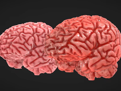 human brain cells human body structure brain stem 3d model
