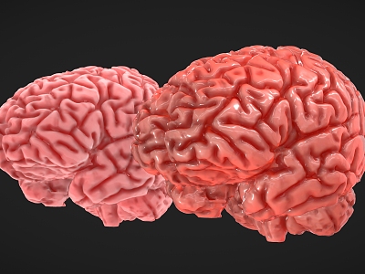 human brain cells human body structure brain stem model