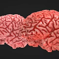 Woman Observing Detailed 3D Brain Models in Pink and Red Tones Against Black Background