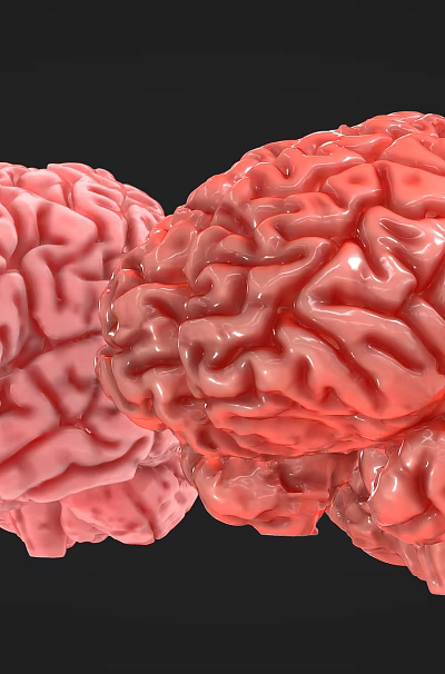 Woman Observing Detailed 3D Brain Models in Pink and Red Tones Against Black Background 3d model