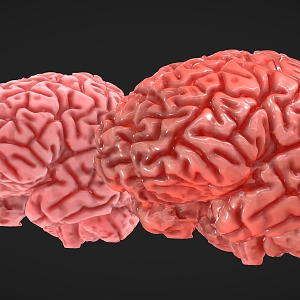 human brain cells human body structure brain stem 3d model