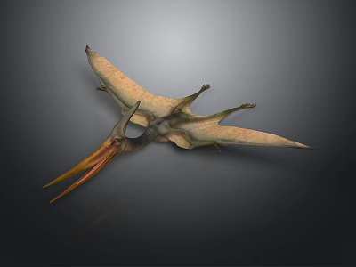 Pterosaur With Outstretched Wings Long Beak And Detailed Body Structure 3d model