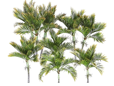 Palm Trees with Lush Green Fronds and Tall Slender Trunks in Tropical Garden Setting 3d model