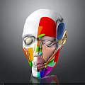 Colorful Human Head Model Showing Anatomical Facial Sections For Educational Use