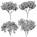 Various Arbor Trees With Green And Red Foliage Lush Canopies And Healthy Trunks