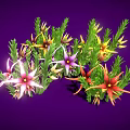 Vibrant Plants With Green Leaves And Colorful Flowers Including Pink Purple Red And Yellow Blooms