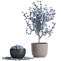 Blueberry Bonsai Potted Plants With Fresh Berries And Green Leaves In Decorative Pots