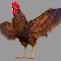 Brown Feathered Rooster with Red Comb Standing and Spreading Wings as Flying Animal