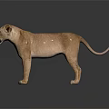 Lioness Standing With Light Brown Smooth Fur Against Dark Background And Reflection On Shiny Surface