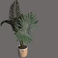 Potted Green Plant with Large Leaves Planted in Wicker Basket Decoration