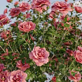 Vibrant Mixed Flowering Bushes With Round Clustered Blooms In Pink Purple And Orange