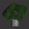 Lush Monstera Plant with Large Green Leaves in White Ceramic Pot on Dark Background