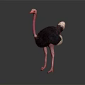 Ostrich With Pink Neck And Legs Black Body White Tail On Dark Background