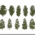 Multiple Evergreen Trees With Different Crown Shapes Isolated On White Background
