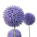 Vibrant Purple Spherical Flowers With Green Leaves And Lush Grass In Garden