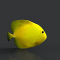 Vibrant Yellow Aquatic Fish Swimming in Marine Habitat With Red Coral Background