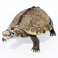 Detailed Reptile Turtle With Brown and Yellow Shell Crawling on White Background 3d model