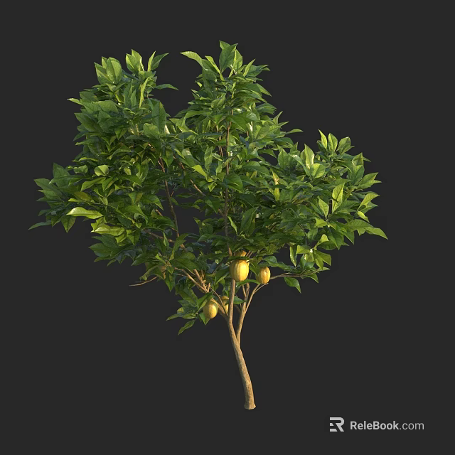 Tall Healthy Green Tree with Dense Foliage and Fresh Yellow Fruits 3d model 