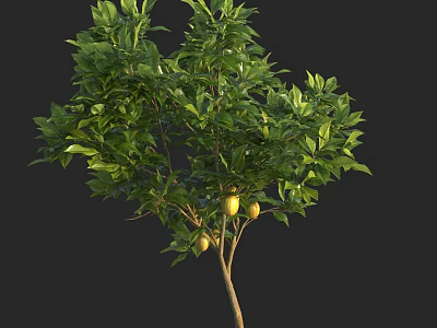 Tall Healthy Green Tree with Dense Foliage and Fresh Yellow Fruits 3d model