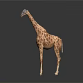 Standing Giraffe Model With Spotted Pattern On Gray Background And Floor Reflection