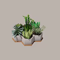 Variety of Green Succulent Plants in White Hexagonal Planters with Wooden Base