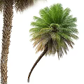 Tall and Short Palm Trees With Lush Green and Brown Fronds in Various Sizes