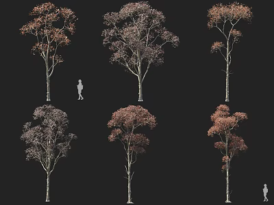 Various Forms of Trees with Autumn Colored Leaves and Human Silhouette for Scale 3d model