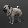 Light Gray Pug Dog Standing In Alert Posture On Dark Background 3d model