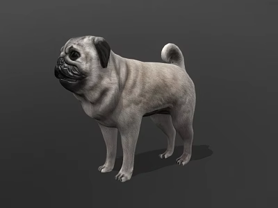 Light Gray Pug Dog Standing In Alert Posture On Dark Background 3d model